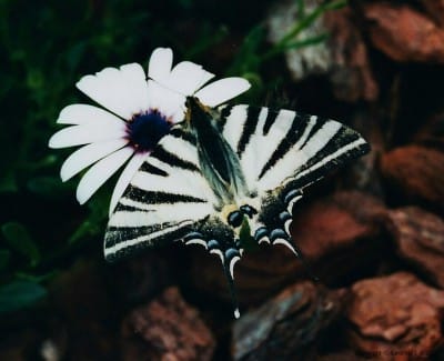 Discover 24 Astonishing Facts About Butterflies - Unveiling the Wonders of Nature Image 20
