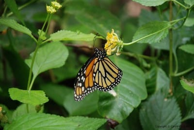 Photo 12 400x267 24 Wonderful Facts About Butterflies