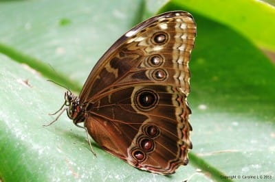 Photo 141 400x266 24 Wonderful Facts About Butterflies