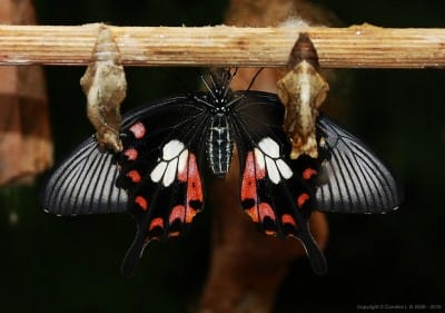 Photo 4 400x281 24 Wonderful Facts About Butterflies