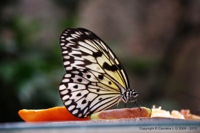 Photo 61 400x267 24 Wonderful Facts About Butterflies