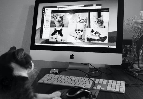 How To Establish A Good Relationship With Your Remote Team Cats