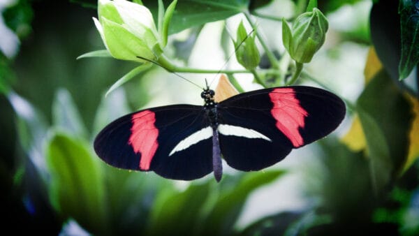 Discover 24 Astonishing Facts About Butterflies – Unveiling the Wonders of Nature