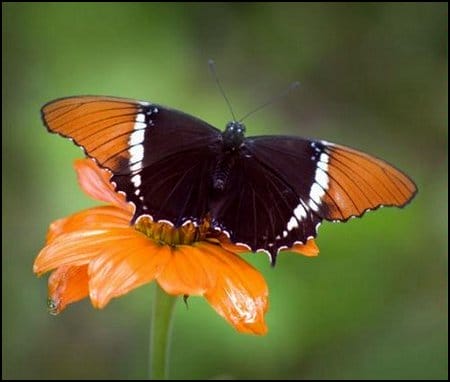 canon 75-300mm f4-5 6 III usm-sample