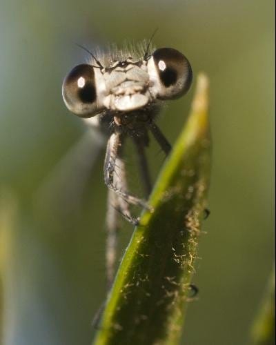 sigma 50mm f 2 8 EX DG Macro 1 2 sample